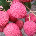 Lychee