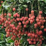 Lychee 2