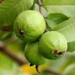 guava-1