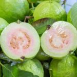 guava-2