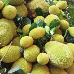 jackfruit2