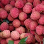 lichi1