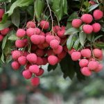 lichi2