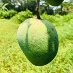 mango2