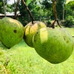 mango3