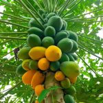 papaya1