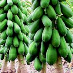 papaya2
